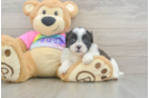 Teddy Bear Pup Being Cute