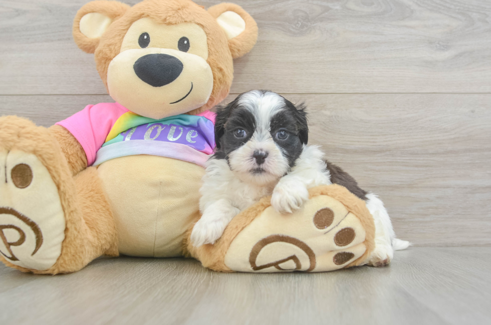 5 week old Teddy Bear Puppy For Sale - Florida Fur Babies