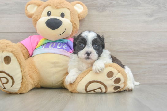 Teddy Bear Pup Being Cute