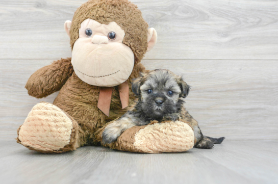 Teddy Bear Puppy for Adoption