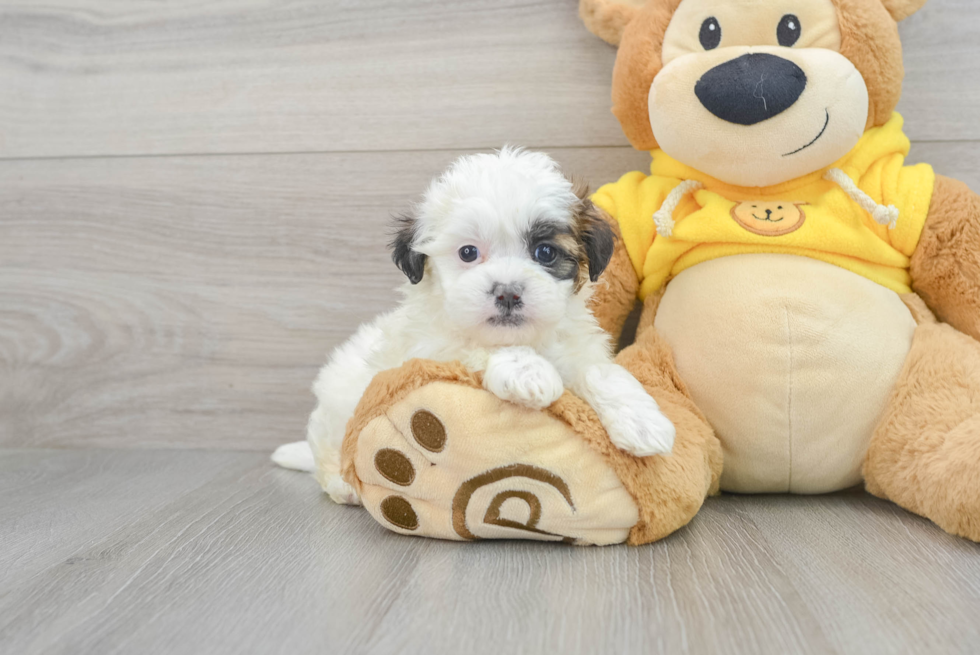Fluffy Teddy Bear Designer Pup