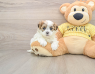5 week old Teddy Bear Puppy For Sale - Florida Fur Babies