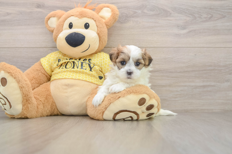 Teddy Bear Puppy for Adoption