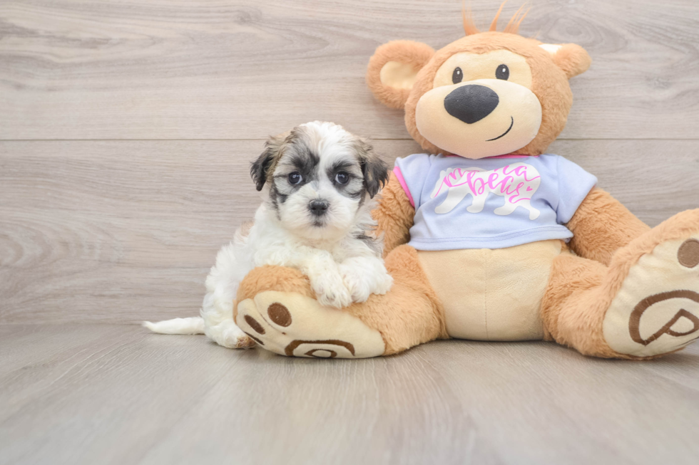 Adorable Shitzu Designer Puppy