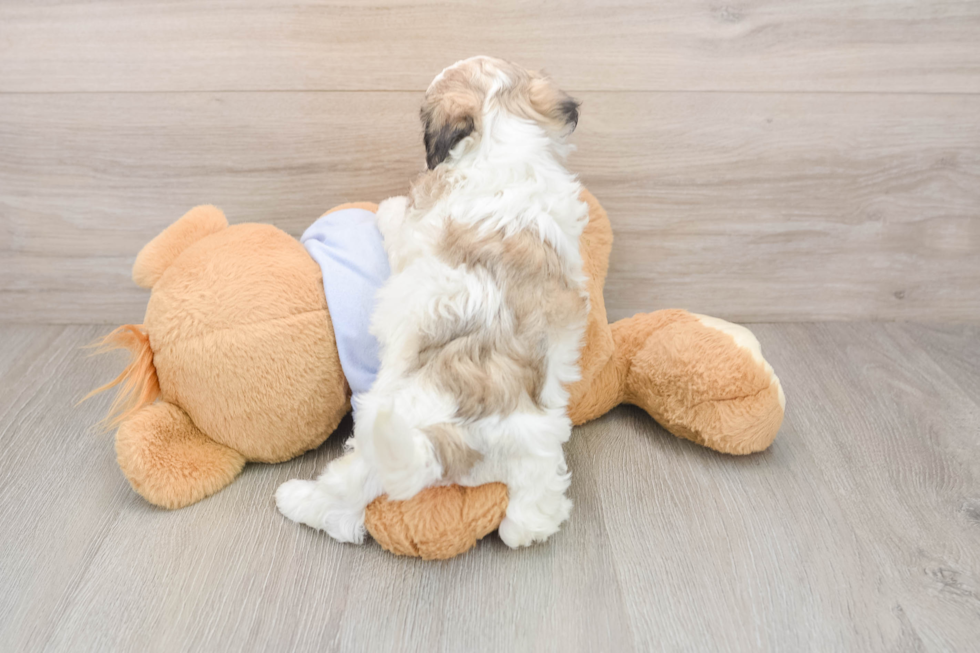 Teddy Bear Puppy for Adoption