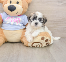 7 week old Teddy Bear Puppy For Sale - Florida Fur Babies