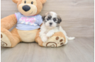 Best Teddy Bear Baby