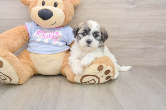 Best Teddy Bear Baby
