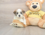 9 week old Teddy Bear Puppy For Sale - Florida Fur Babies