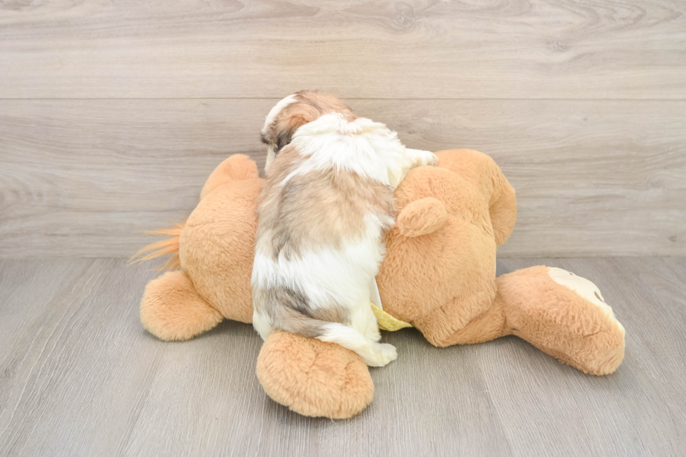 Best Teddy Bear Baby