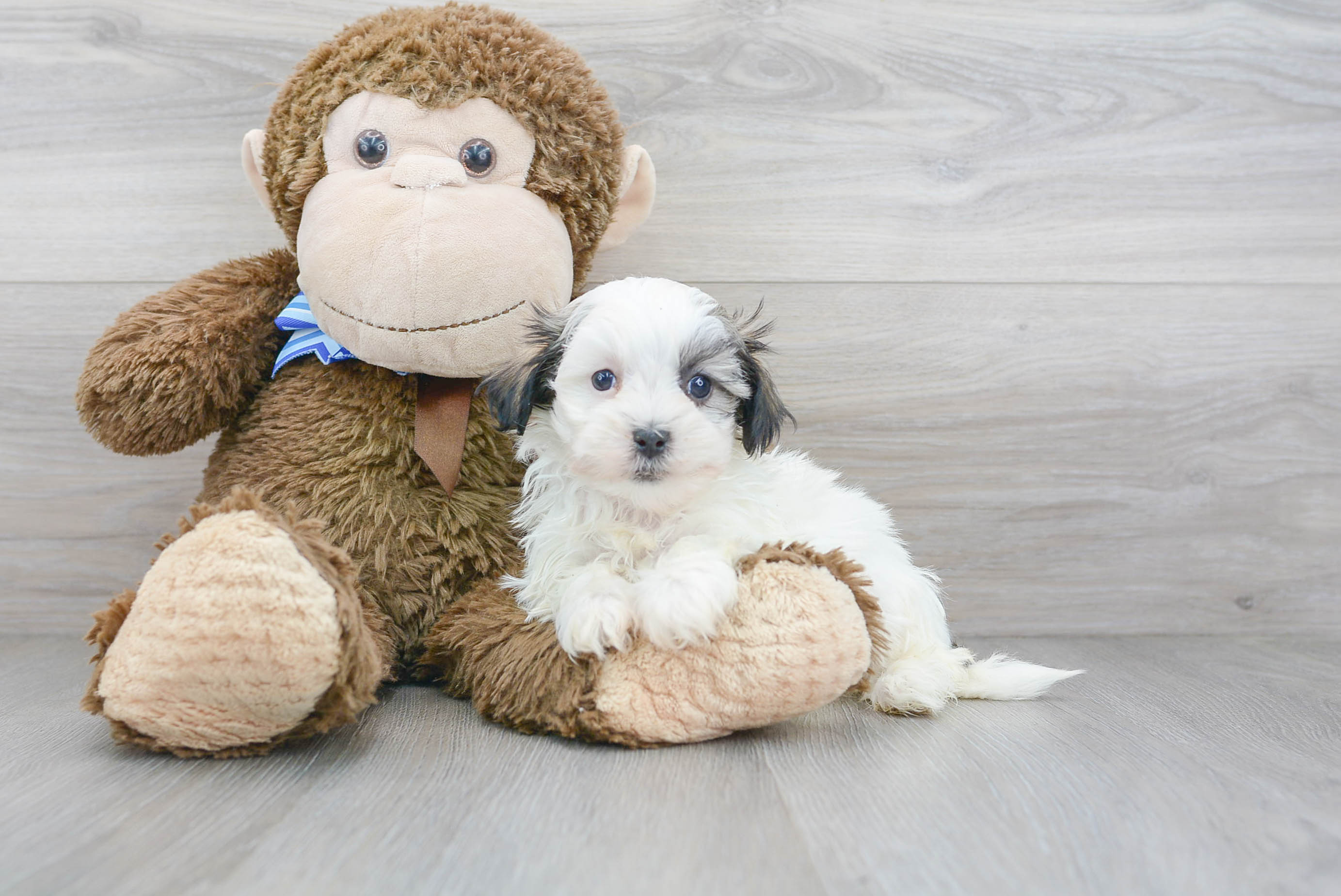 Best Teddy Bear Baby