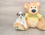 5 week old Teddy Bear Puppy For Sale - Florida Fur Babies