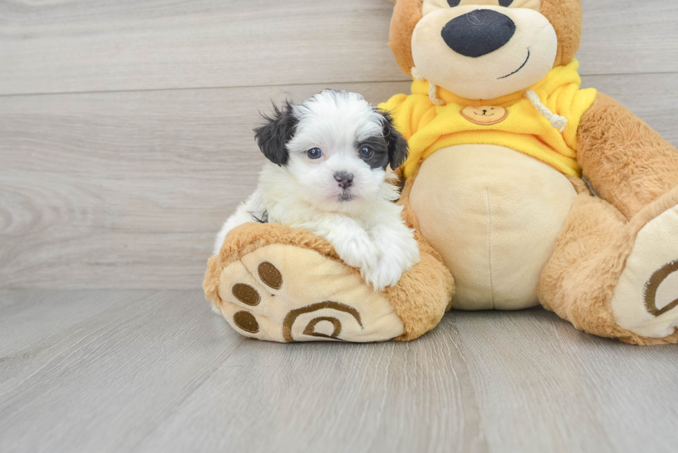 Hypoallergenic Shi Chon Designer Puppy