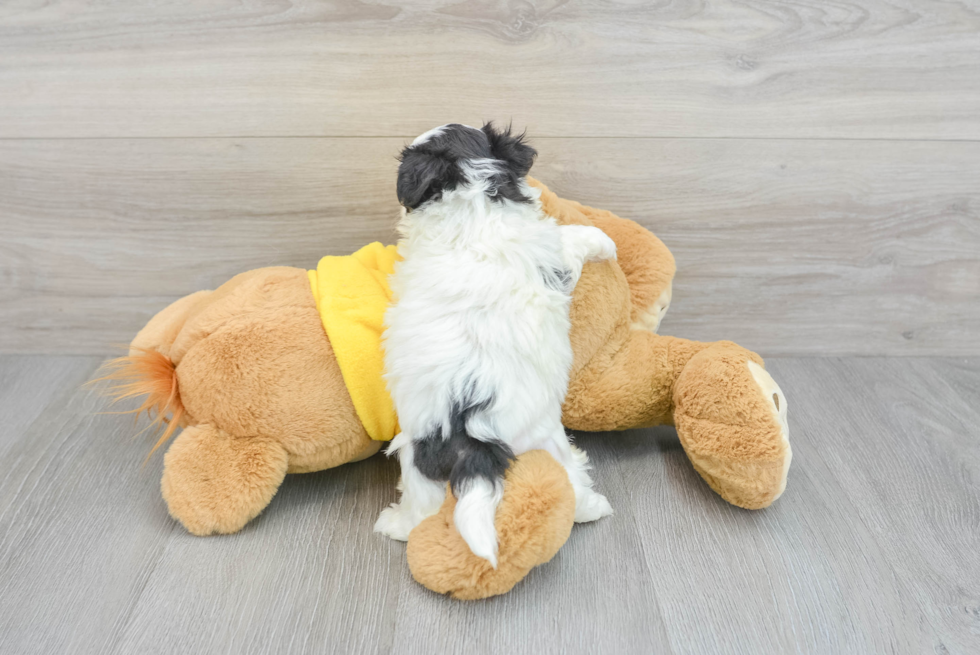 Small Teddy Bear Baby