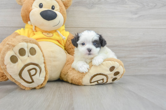 Energetic Shit Designer Puppy