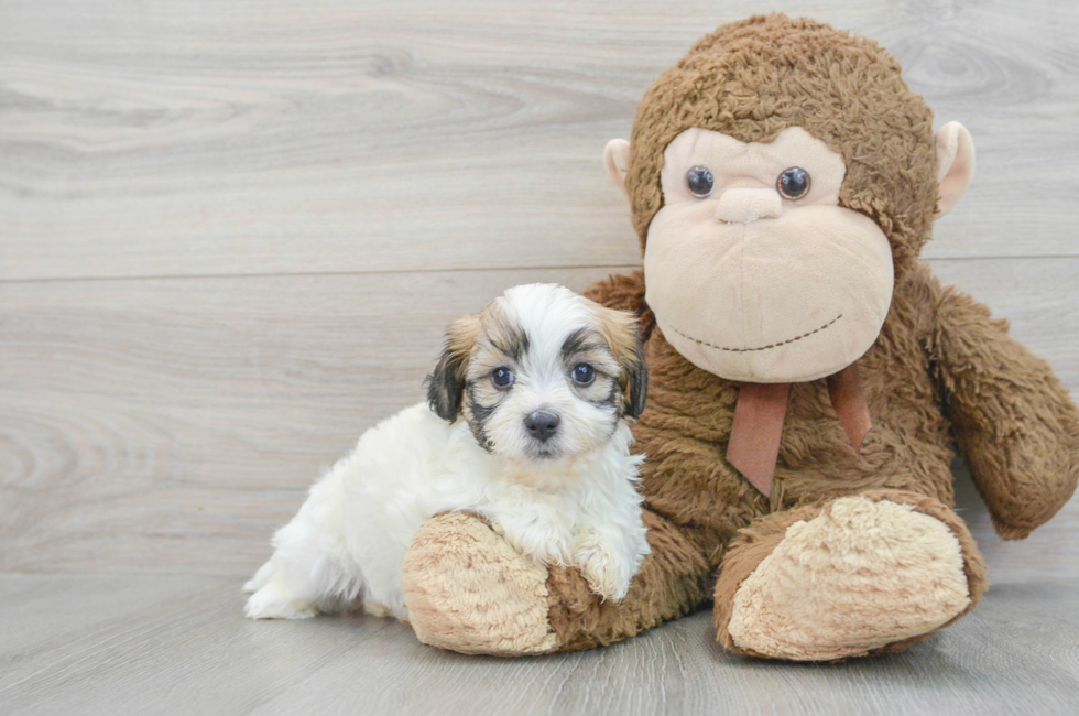 5 week old Teddy Bear Puppy For Sale - Florida Fur Babies