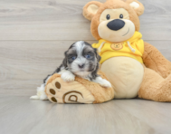 8 week old Teddy Bear Puppy For Sale - Florida Fur Babies