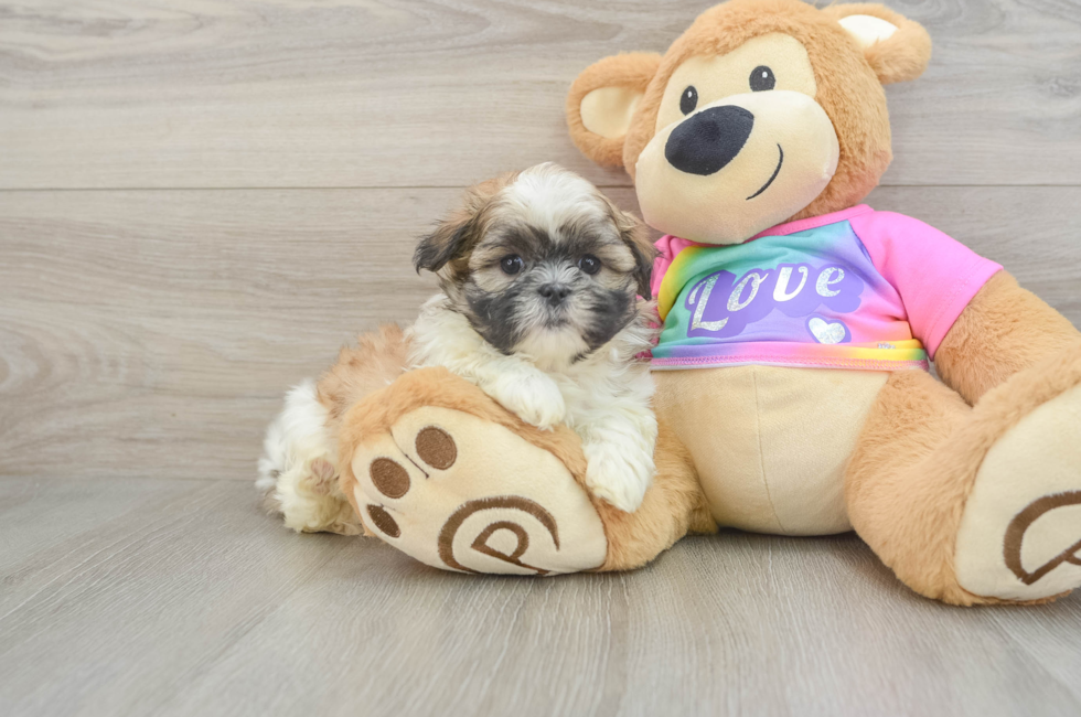 6 week old Teddy Bear Puppy For Sale - Florida Fur Babies