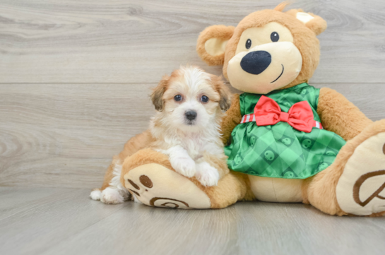 Popular Teddy Bear Designer Pup