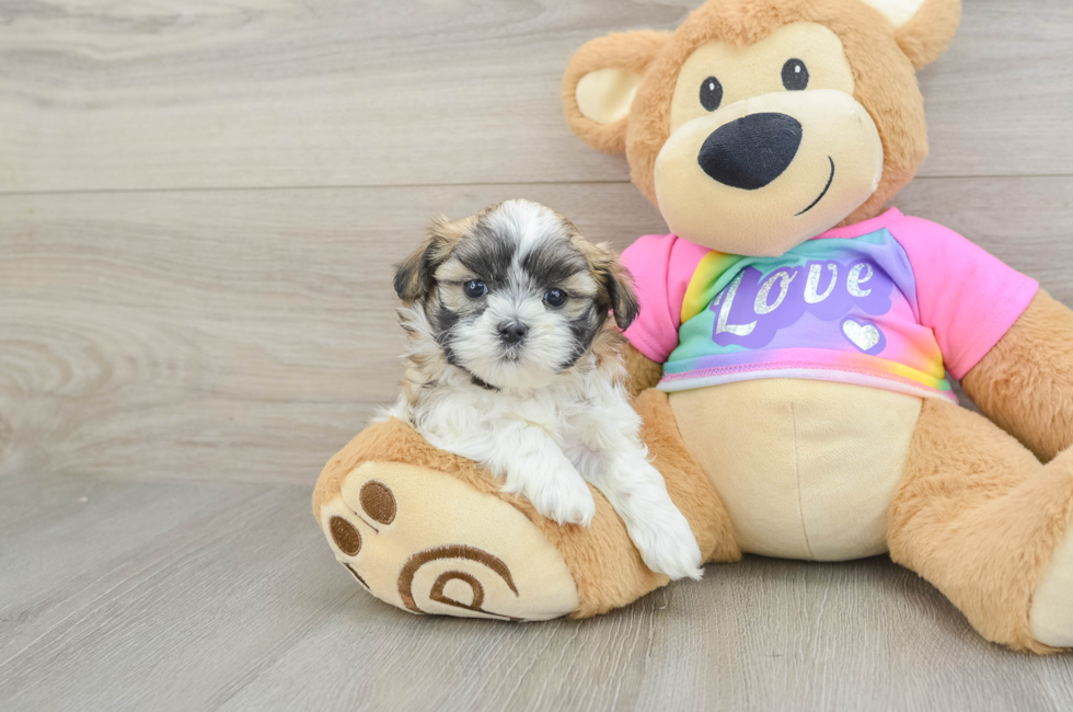6 week old Teddy Bear Puppy For Sale - Florida Fur Babies