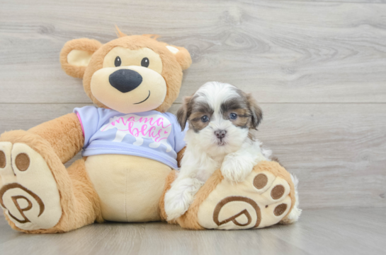 Adorable Shichon Designer Puppy
