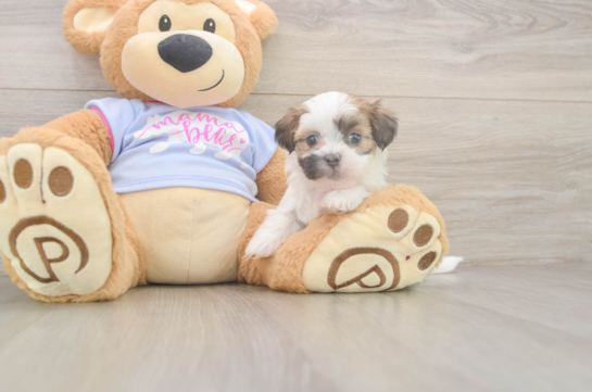 Hypoallergenic Shi Chon Designer Puppy