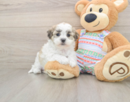 5 week old Teddy Bear Puppy For Sale - Florida Fur Babies