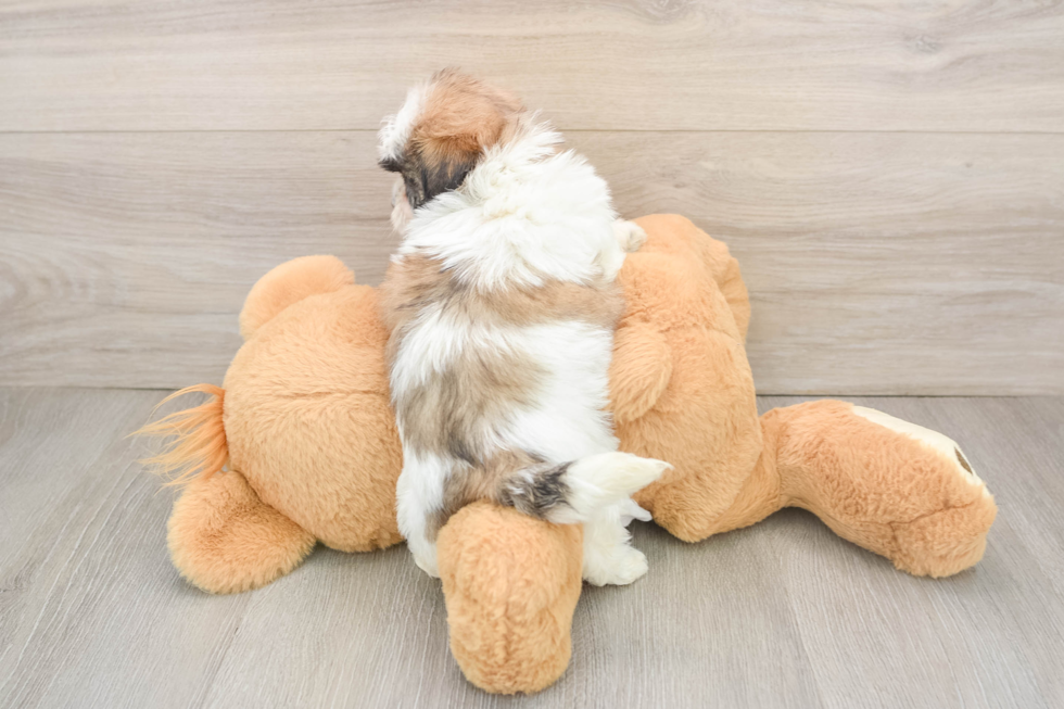 Smart Teddy Bear Designer Pup