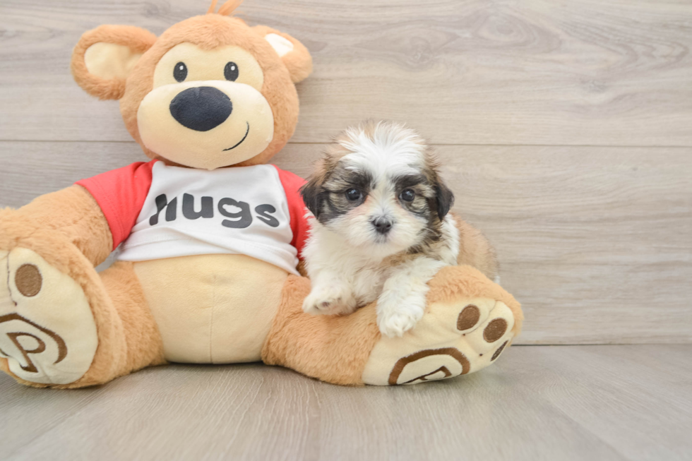 Best Teddy Bear Baby