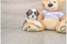 Best Teddy Bear Baby