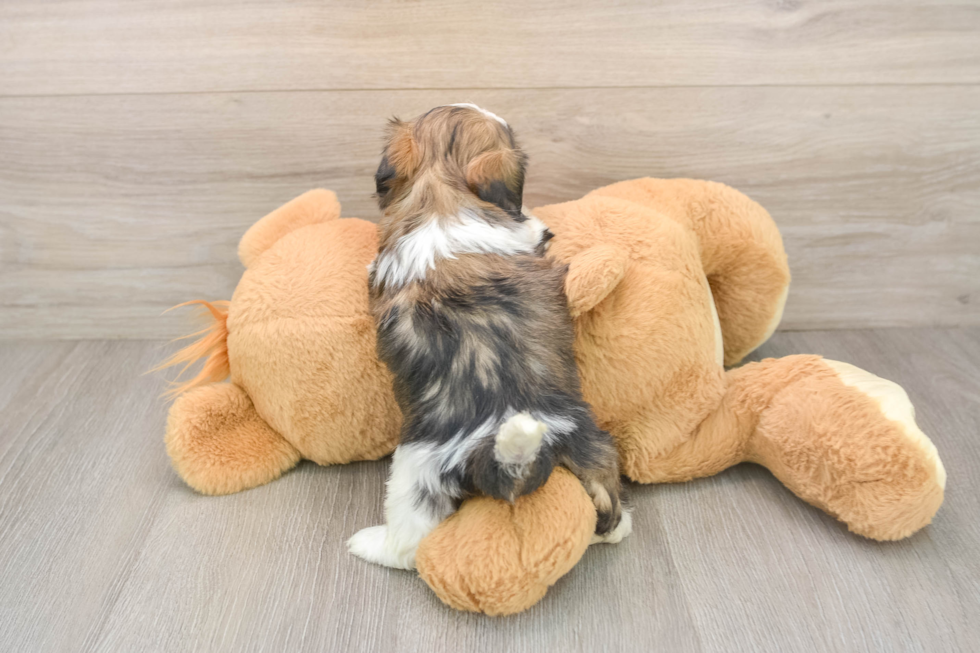 Best Teddy Bear Baby