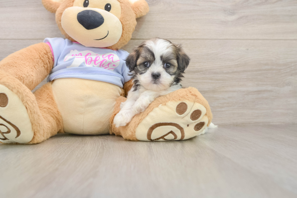Adorable Shitzu Designer Puppy
