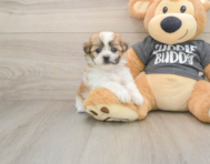 7 week old Teddy Bear Puppy For Sale - Florida Fur Babies