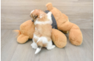 Sweet Teddy Bear Baby