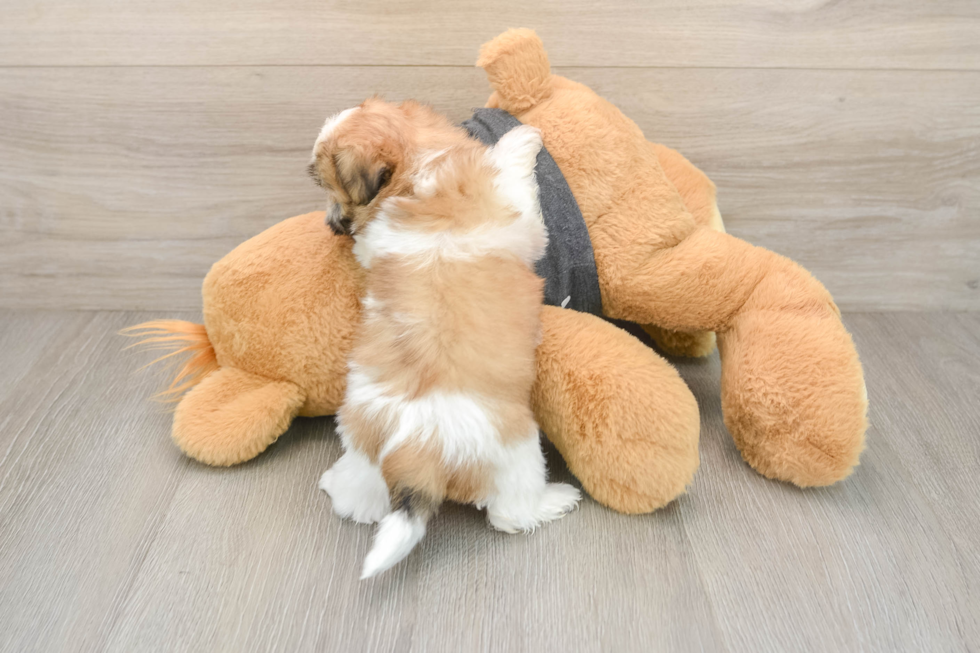 Sweet Teddy Bear Baby