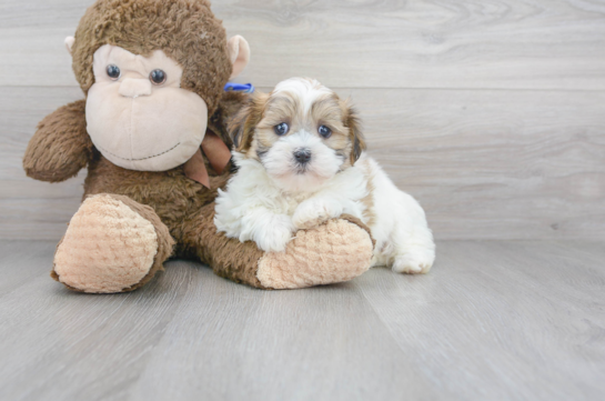 28 week old Teddy Bear Puppy For Sale - Florida Fur Babies