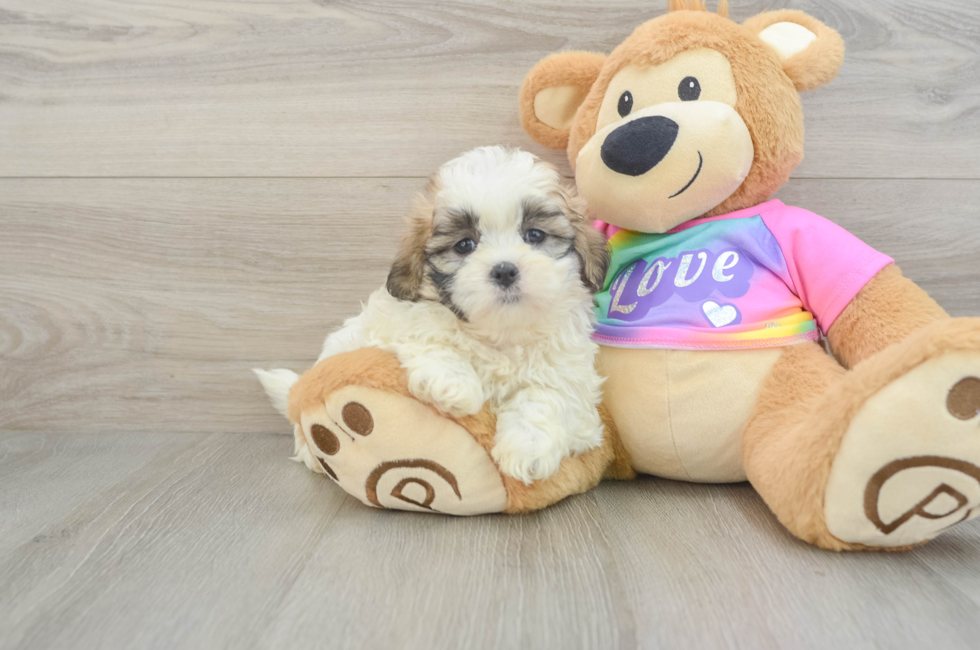 6 week old Teddy Bear Puppy For Sale - Florida Fur Babies