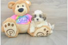 Teddy Bear Puppy for Adoption