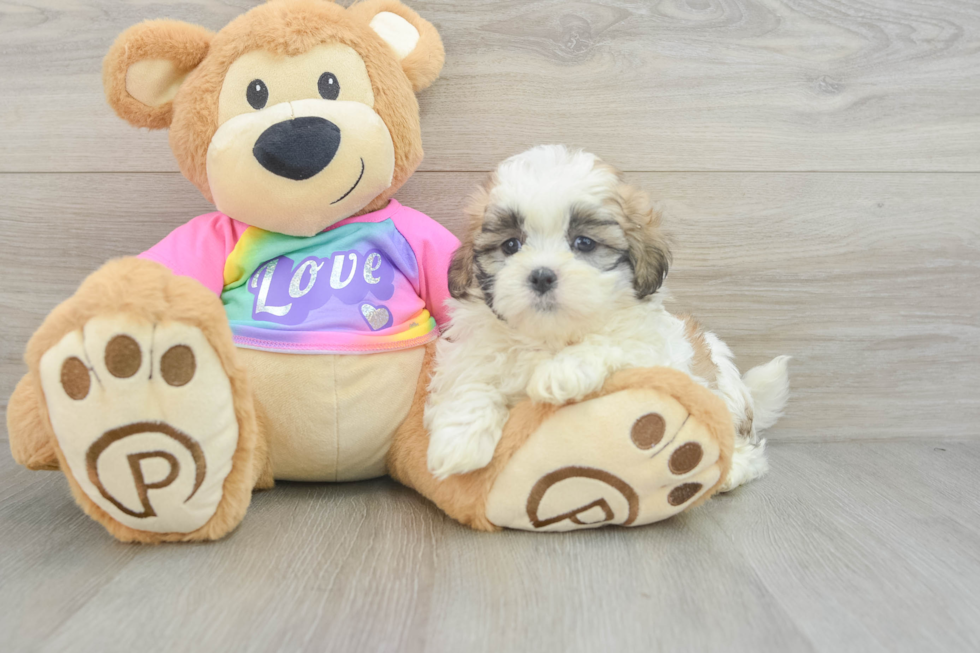 Teddy Bear Puppy for Adoption