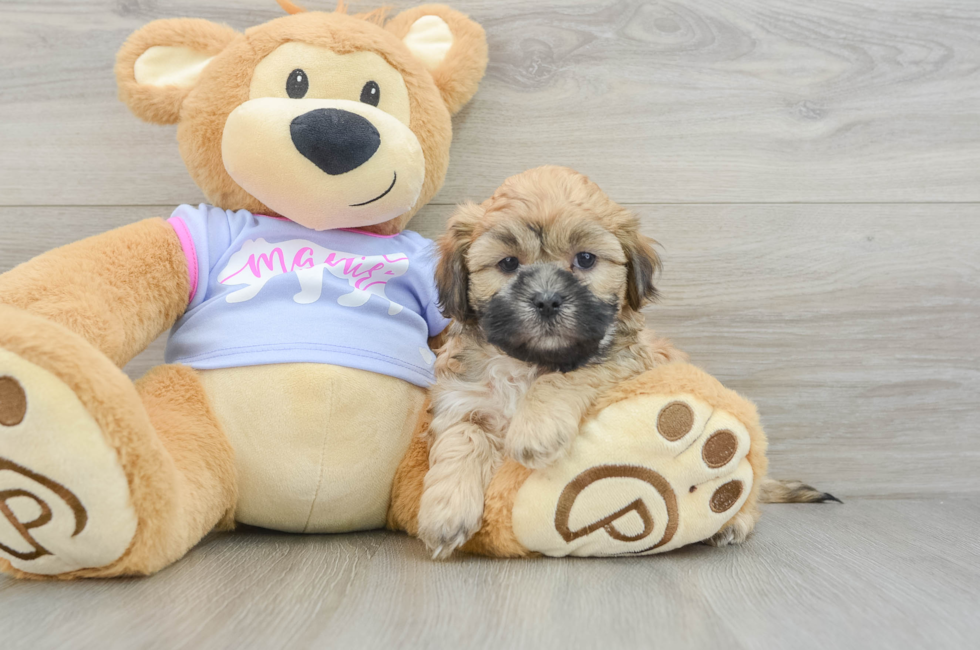 7 week old Teddy Bear Puppy For Sale - Florida Fur Babies