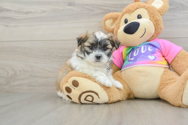 Meet Bart - our Teddy Bear Puppy Photo 1/3 - Florida Fur Babies