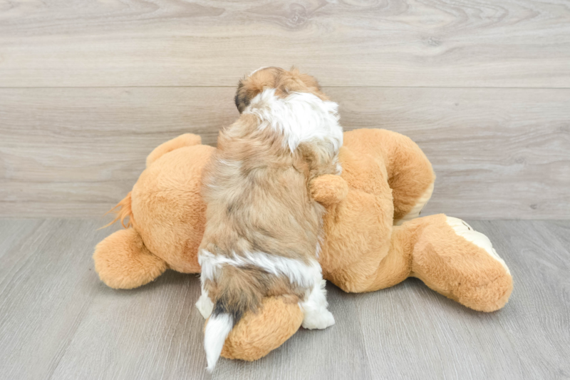 Meet Bart - our Teddy Bear Puppy Photo 2/3 - Florida Fur Babies