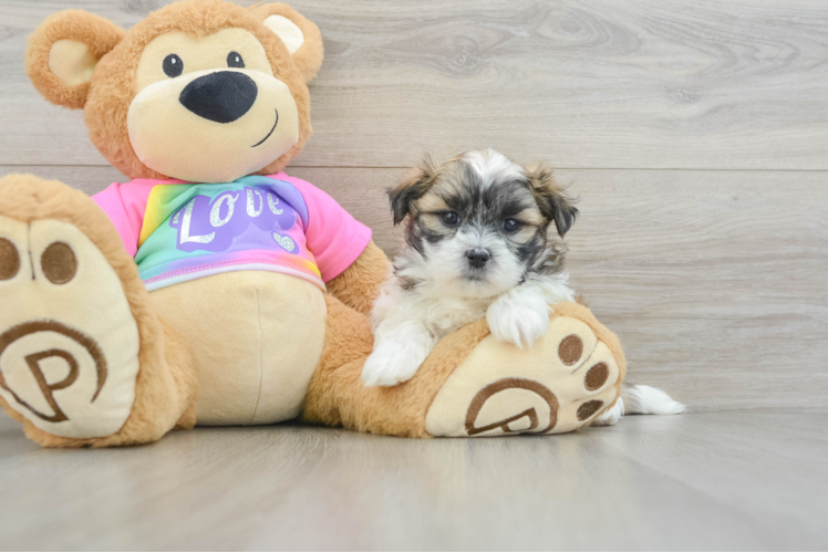 Teddy Bear Puppy for Adoption