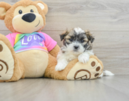 5 week old Teddy Bear Puppy For Sale - Florida Fur Babies