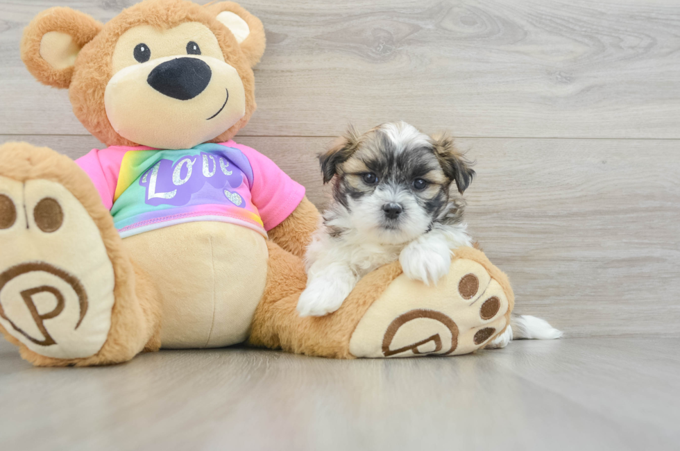 6 week old Teddy Bear Puppy For Sale - Florida Fur Babies