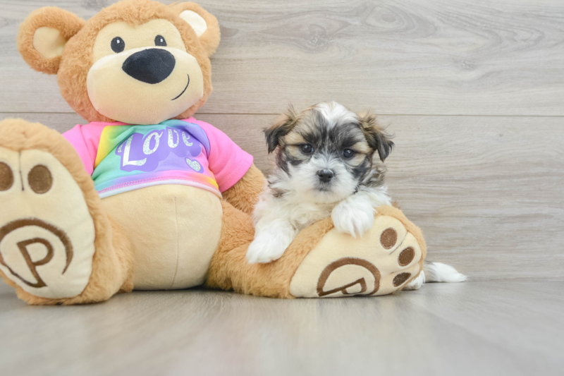 Meet Bart - our Teddy Bear Puppy Photo 3/3 - Florida Fur Babies