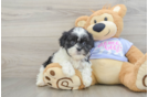 Teddy Bear Puppy for Adoption