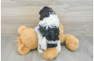 Hypoallergenic Shitzu Designer Puppy