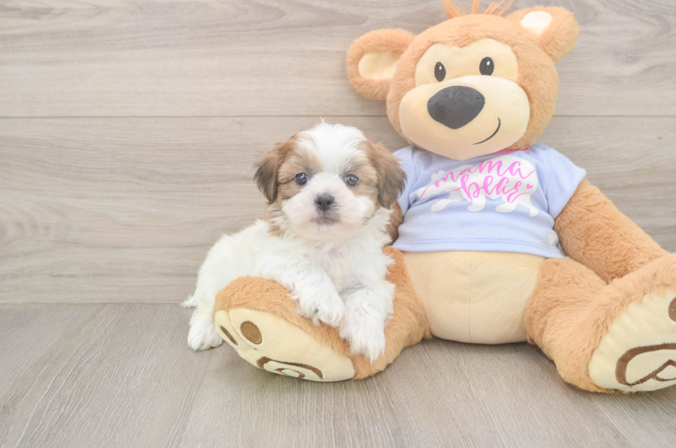 5 week old Teddy Bear Puppy For Sale - Florida Fur Babies