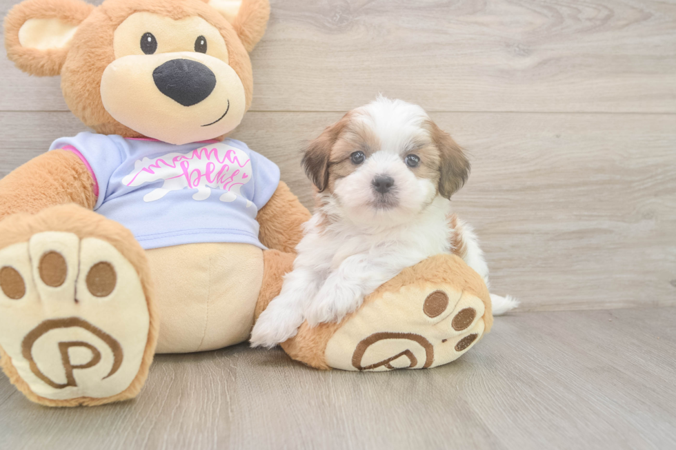 Popular Teddy Bear Designer Pup
